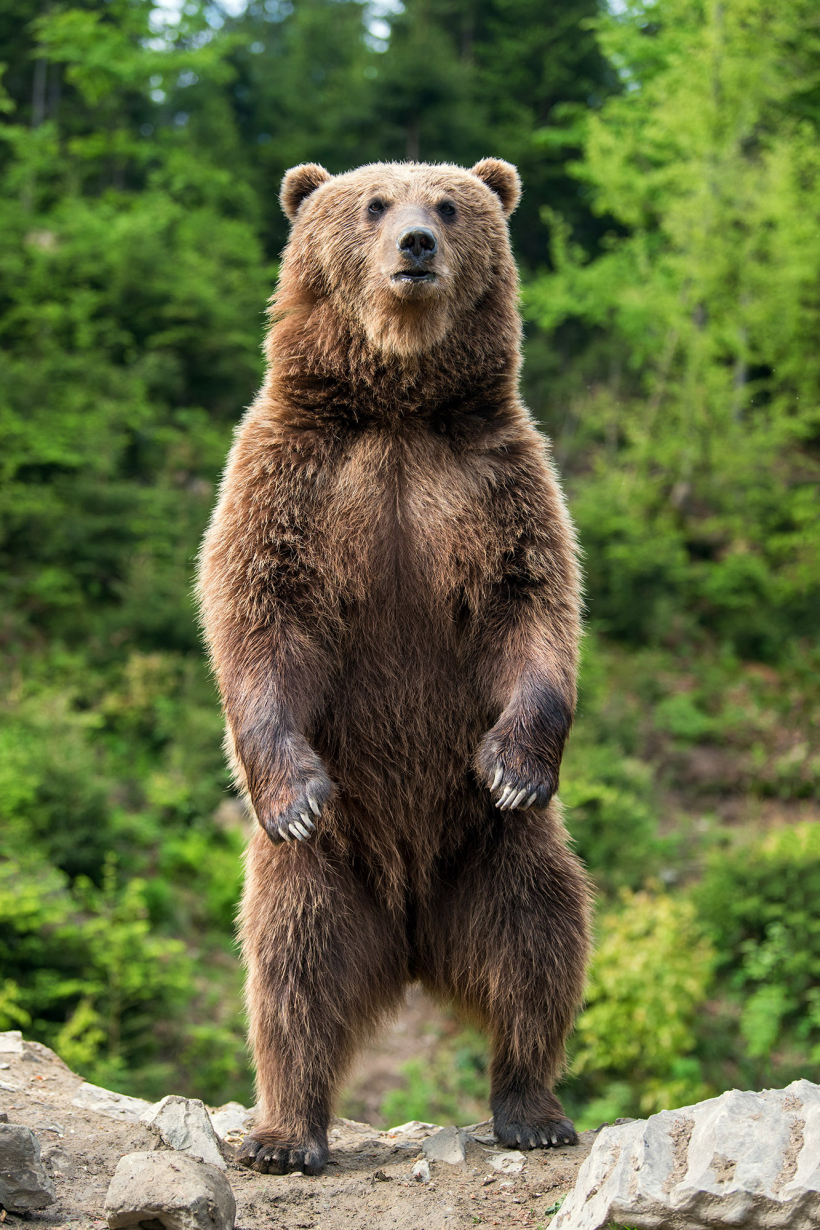 Lācis brīdina, stāvot uz pakaļkājām, un pirms uzbrukuma tas skaļi rūc.