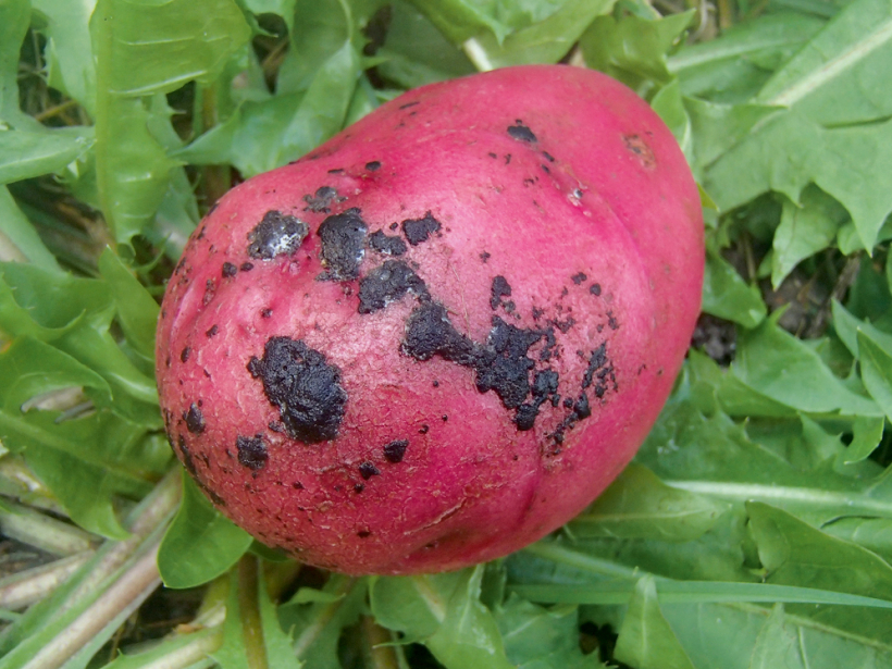 Melnais kraupis.