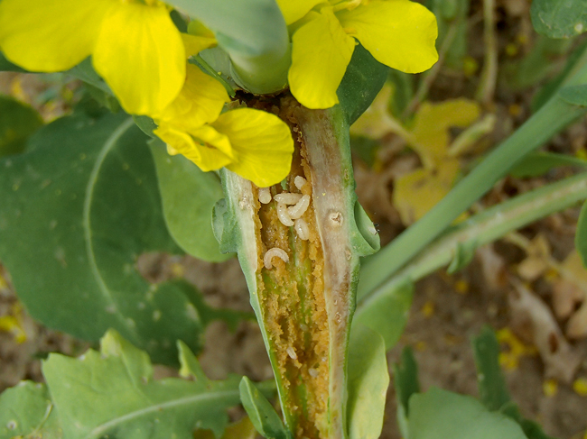 Stublāju smecernieka kāpuri.
