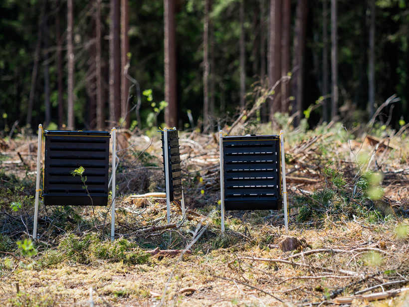 Egļu astoņzobu mizgrauža lidošanas dinamikas monitoringā tiek izmantoti feromonu slazdi.