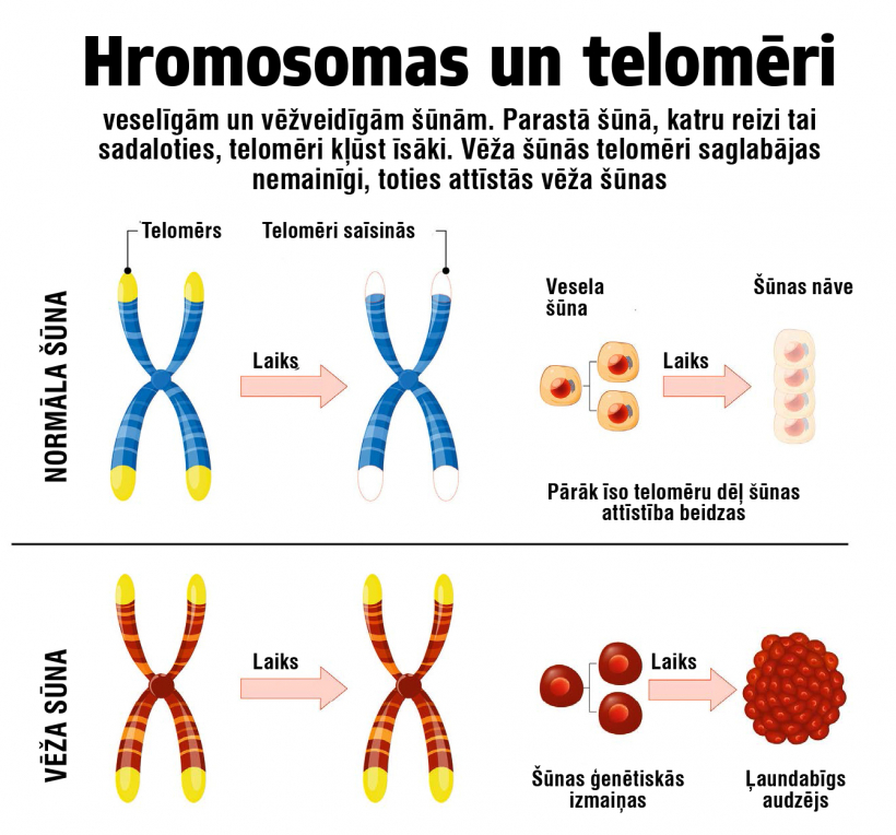 Hromosomas un telomēri.