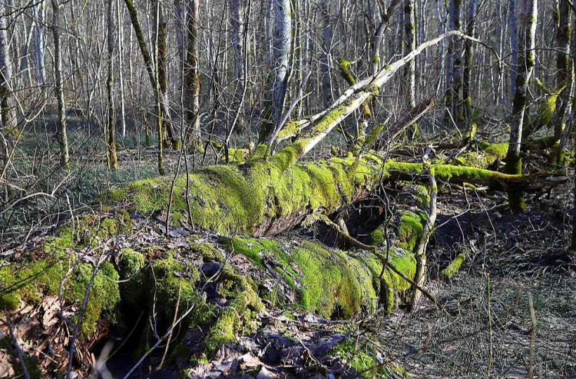 Mežu, kurā ir lielu koku kritalas, biologi uzskata par vērtību, jo tā ir dzīvotne daudzām sēņu, sūnu un ķērpju sugām, kā arī bezmugurkaulniekiem. Tāds mežs ir daļa no ES nozīmes biotopa struktūrām.