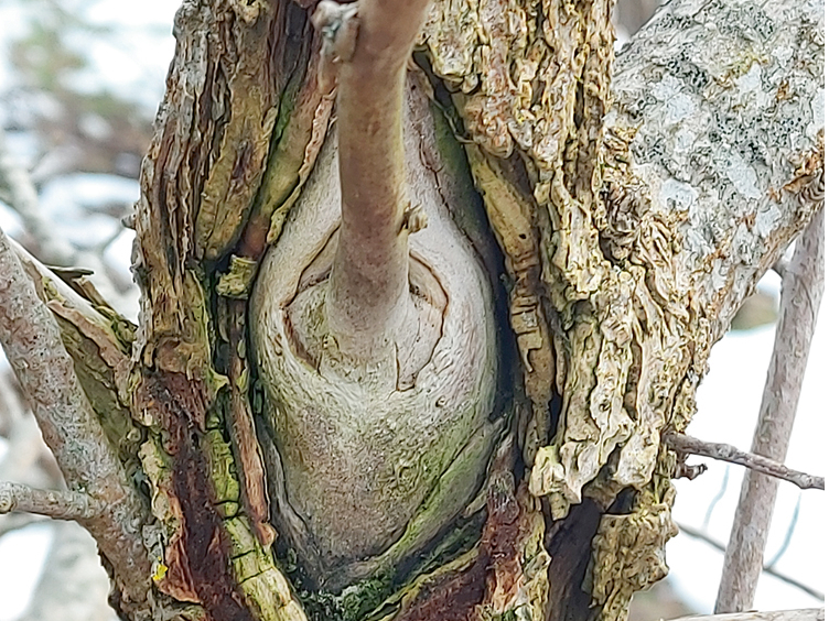 Bojājums stumbrā.