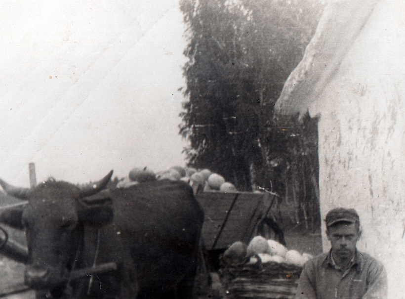 Unikālās fotogrāfijas autors Tālivaldis Dravnieks ķirbju ražas novākšanas laikā Sibīrijā, ap 1951.–1952. gadu.