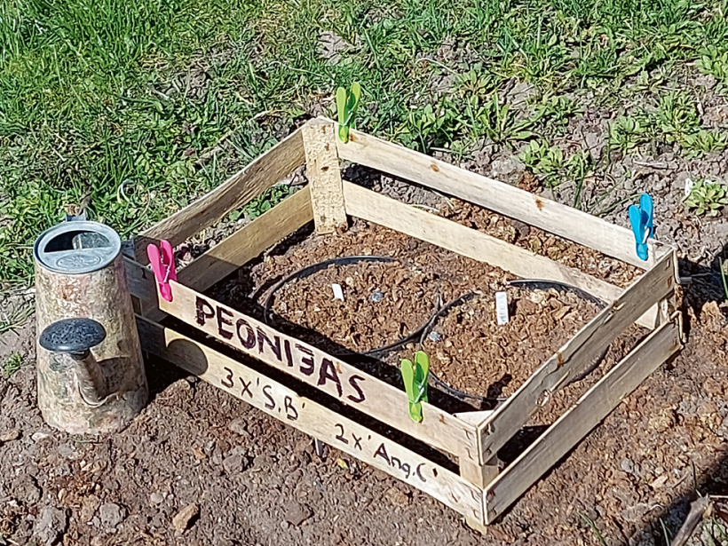 Mazos peoniju stādiņus pa vasaru var paaudzēt arī kastē.