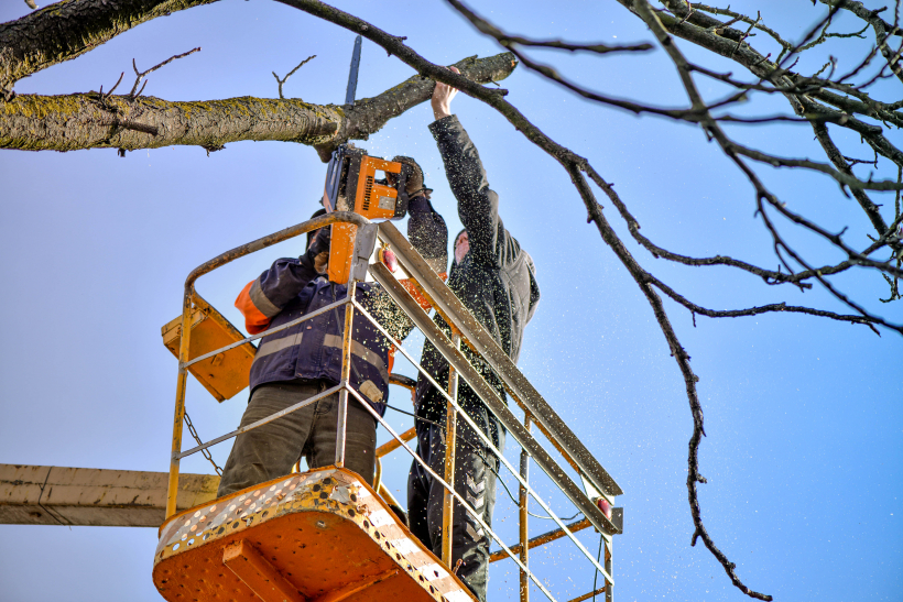 Arboristi.