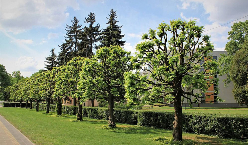 SIA "Rīgas meži" daļas "Dārzi un parki" pirms vairākiem gadiem prasmīgi veidotie koku vainagi liepām pilsētas apstādījumos.