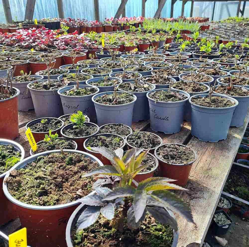 Augu stādīšana, kopšana un būšana dabā ikvienam ļauj nomierināt prātu un atgūt līdzsvaru.