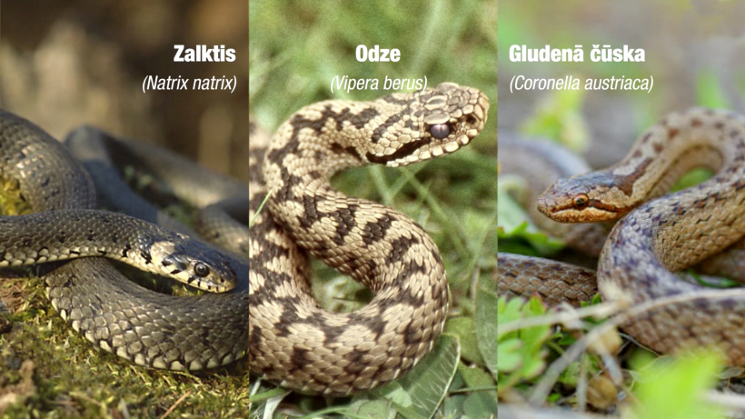 Atpazīsti Latvijas čūskas!