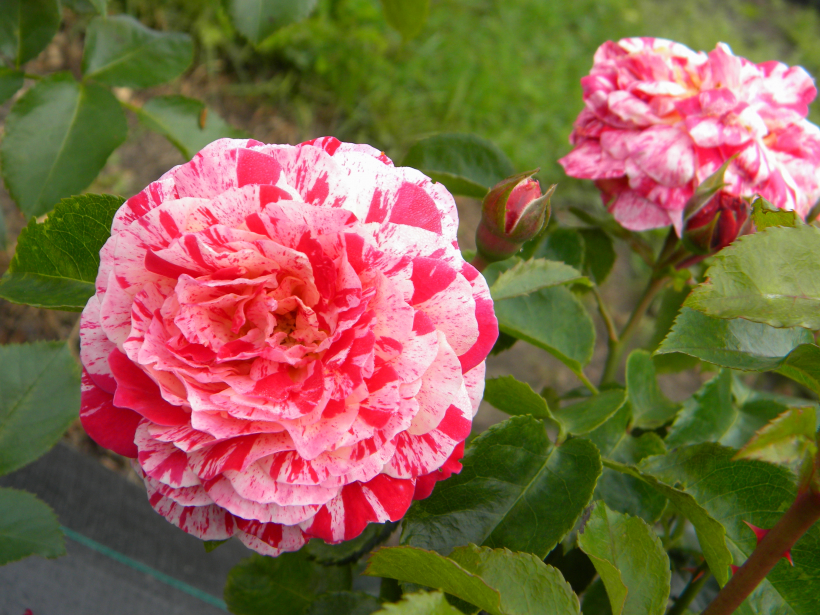 'Abracadabra'.