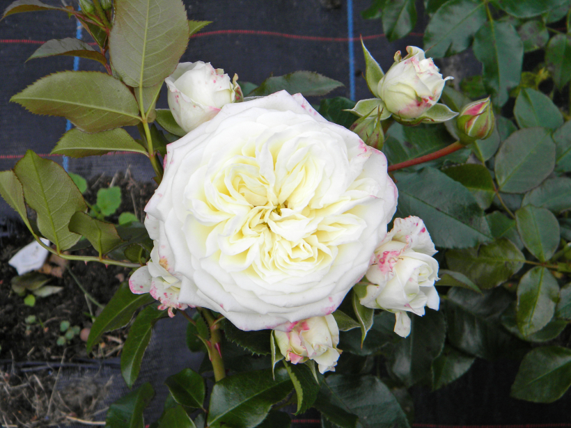   ‘Alabaster’ 