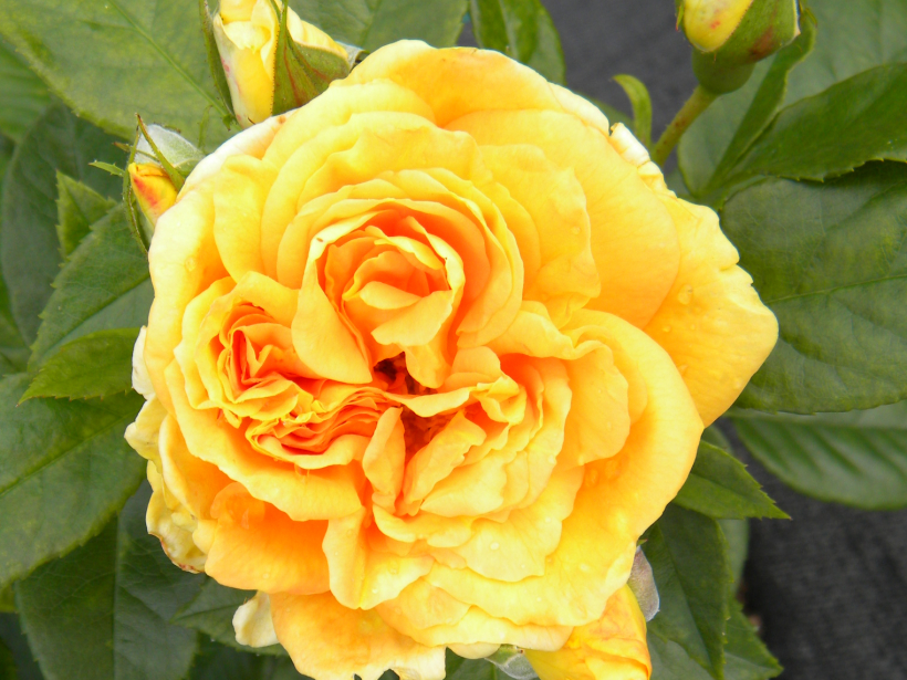 ‘Bernstein Rose’