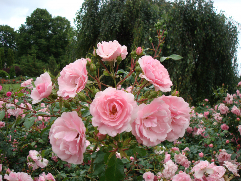 ‘Bonica 82’