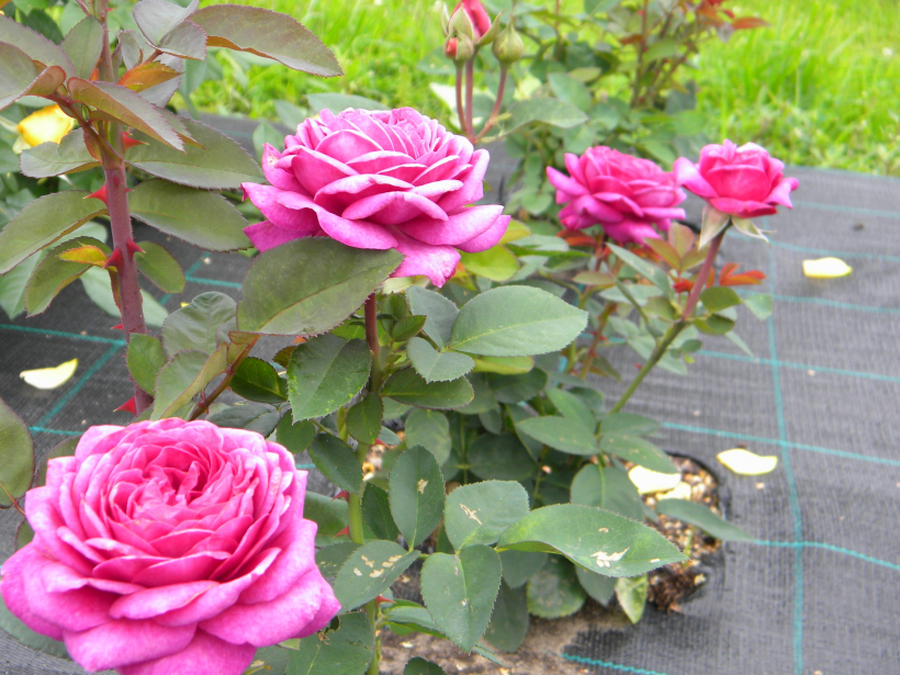  ‘Heidi Klum Rose’