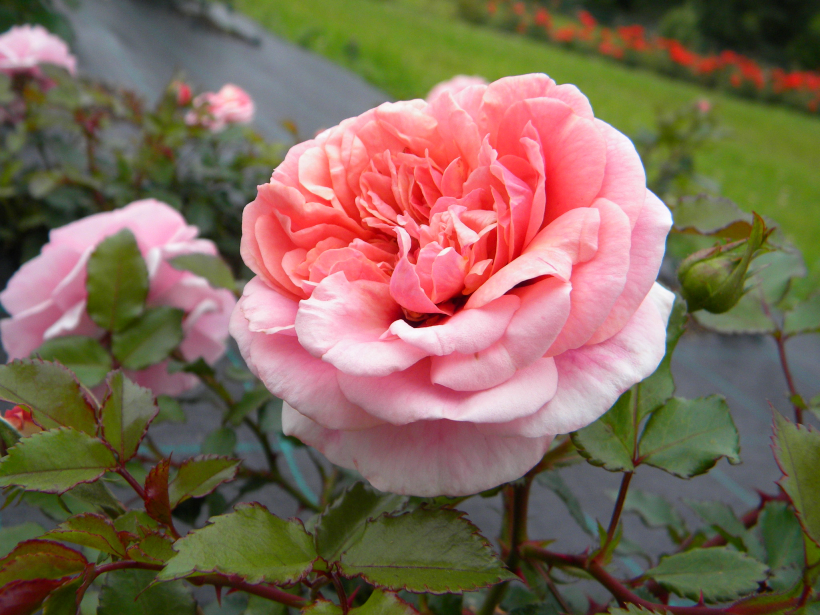   ‘Persian Mystery’