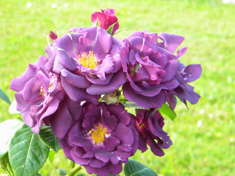 ‘Rhapsody in Blue’