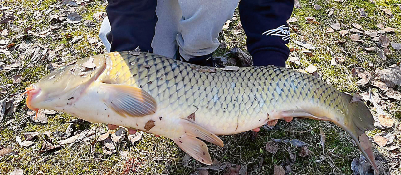 Karpas svars – 7 kg.