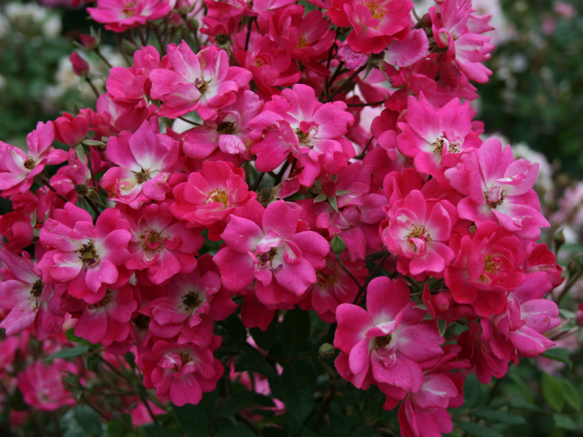‘Chatillon Rose’