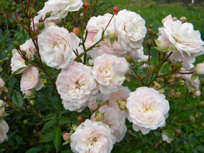 ‘Eulalia Berridge’