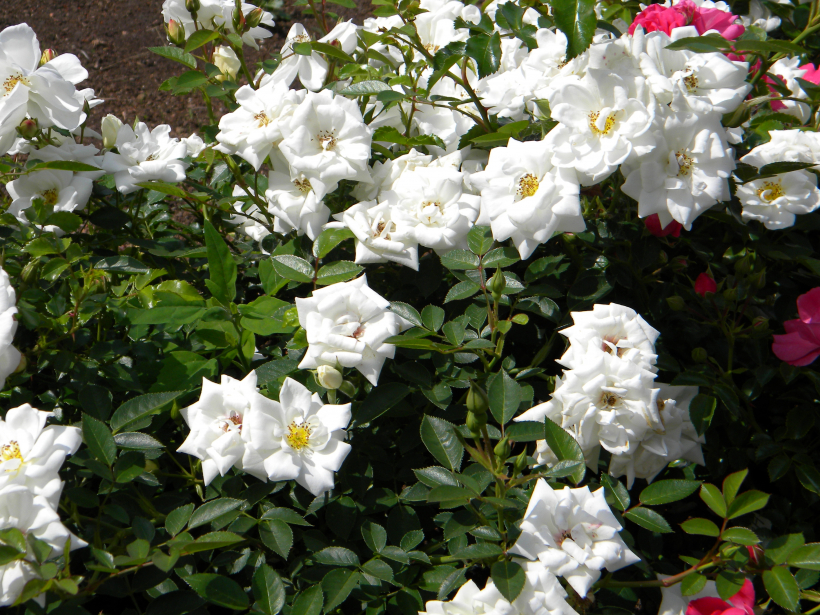 'Kent'