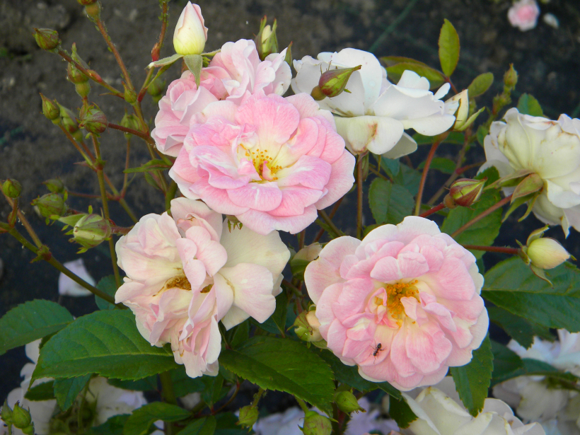 ‘Pink Cascade’