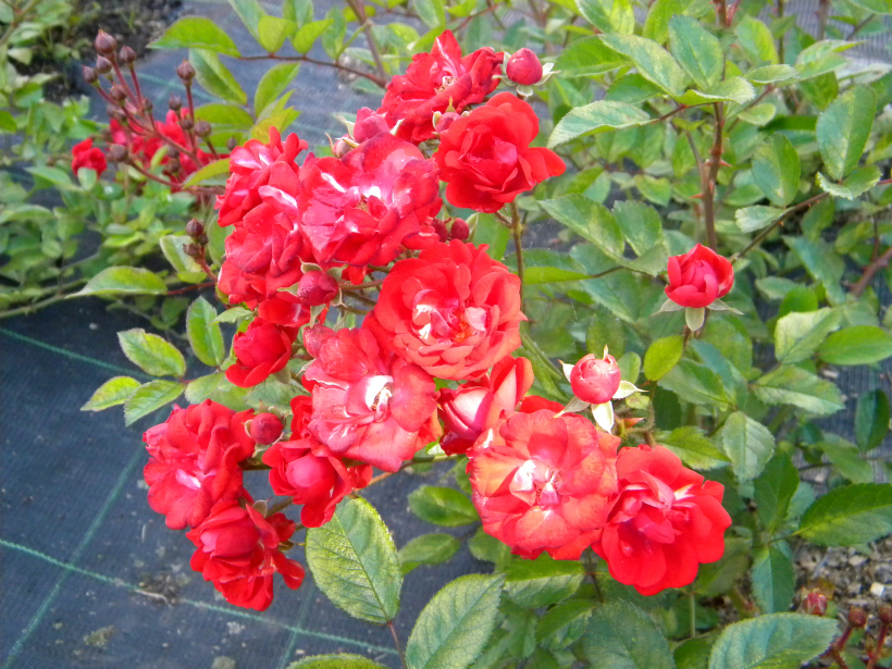 ‘Red the Fairy’
