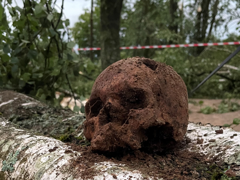 Bauskas pilskalnā atrastais cilvēka galvaskauss pēc 11. jūlija vētras.