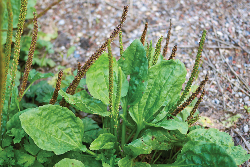 Lielā ceļteka (Plantago major L.).