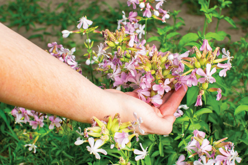 Dziedniecības ziepjusakne (Saponaria officinalis).