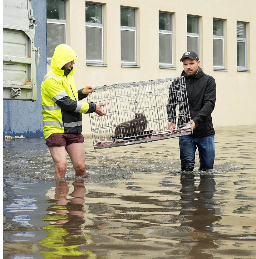 Jelgavā bija applūdusi arī Latvijas Biozinātņu un tehnoloģiju universitātes Veterinārmedicīnas fakultātes Klīniskā institūta pārraudzībā esošā mazo dzīvnieku patversme. Organizācija aicināja atsaukties cilvēkus, kas varētu palīdzēt dzīvnieku pārvešanā, kā arī sagādāt nepieciešamo transportu.