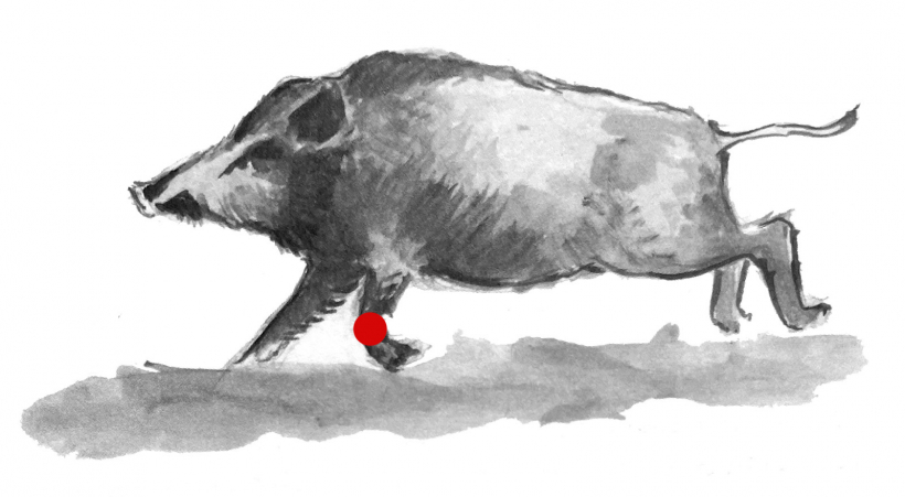 Trāpījums priekškājā.