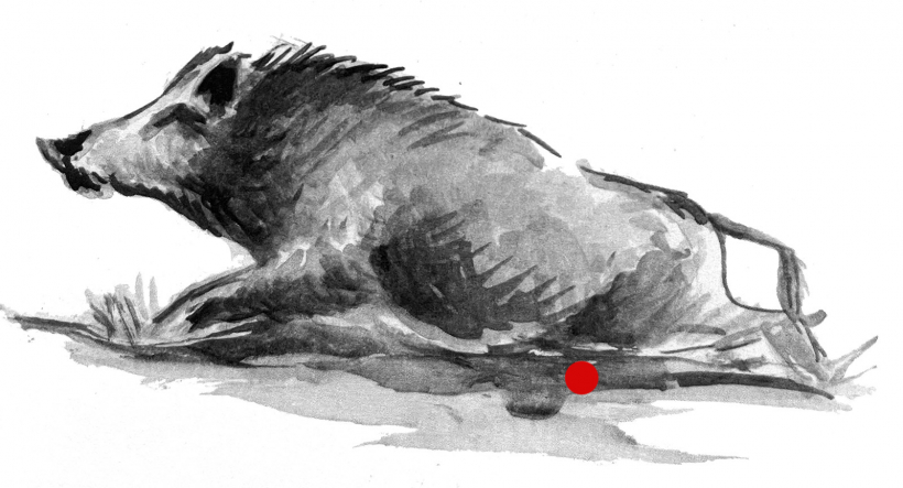 Trāpījums pakaļkājā.