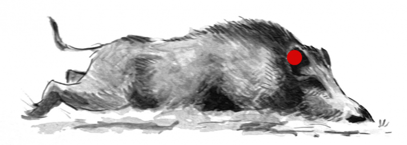 Trāpījums ķermeņa priekšējā daļā (aiz auss).