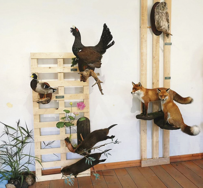 Visi šie dzīvnieki un putni ir sastopami Latvijas dabā.