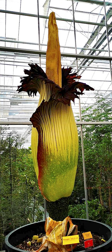322,5 cm garais un 112 kg smagais ‘Titan Arum’ (‘Amorphophallus titanium’) jeb līķu puķes zieds, kas 12. augusta naktī uzziedējis Meises botāniskajā dārzā iekļuvis Ginesa rekordu grāmatā kā lielākais pasaulē.