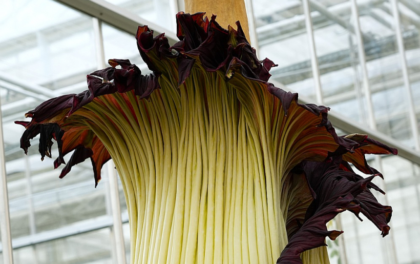 322,5 cm garais un 112 kg smagais ‘Titan Arum’ (‘Amorphophallus titanium’) jeb līķu puķes zieds, kas 12. augusta naktī uzziedējis Meises botāniskajā dārzā iekļuvis Ginesa rekordu grāmatā kā lielākais pasaulē.