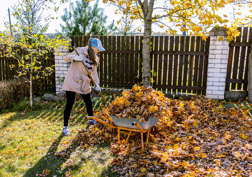 Lapas grābj pirms rudens lietusgāzēm.