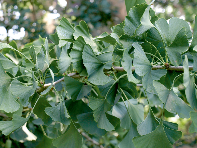 Ginks.