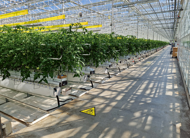 Šobrīd "Getliņu Eko" siltumnīcu kopējā platība ir 14 408 m², un tās ir 5,5 m augstas. Siltumnīcu augi, kas pamatā ir gurķi un tomāti, aizņem 13 000 m².