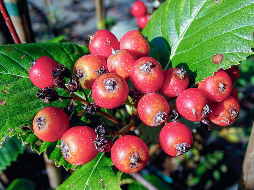 ‘Magnifica’ (Sorbus aria).