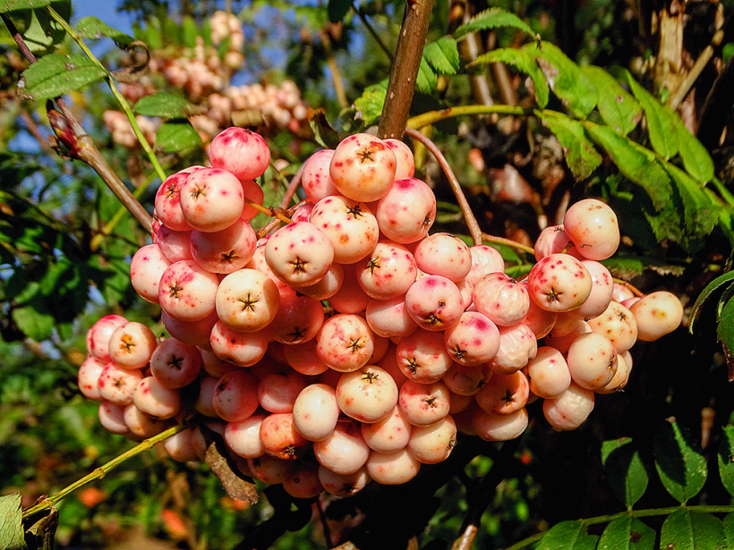 Holandē izveidotajai šķirnei ‘Kirsten Pink’ augļi ir koraļļrozā.