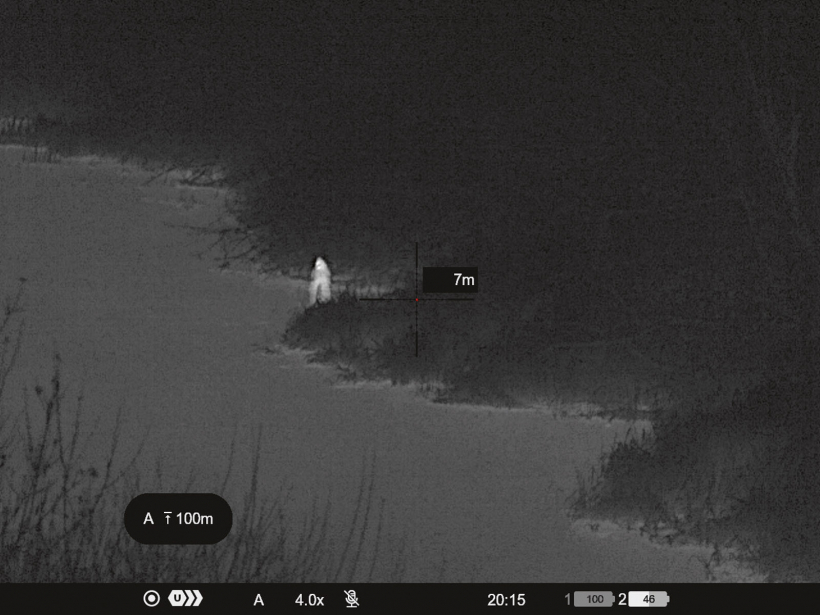 Bebrs izlīdis no ūdens. Siltās austiņas un acis.