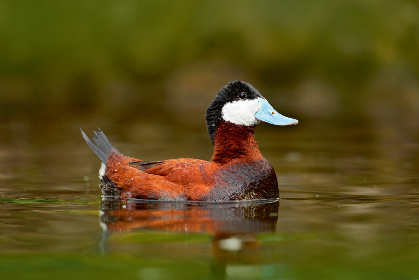 Jamaikas zilknābis (Oxyura jamaicensis).