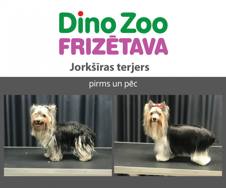 Kuras suņu šķirnes visbiežāk viesojas suņu frizētavā.