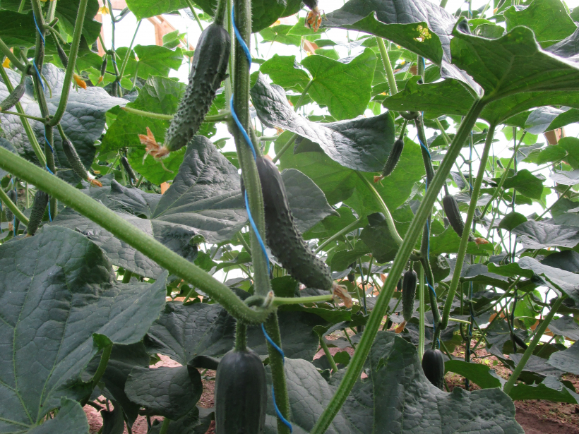 'Spino F1'