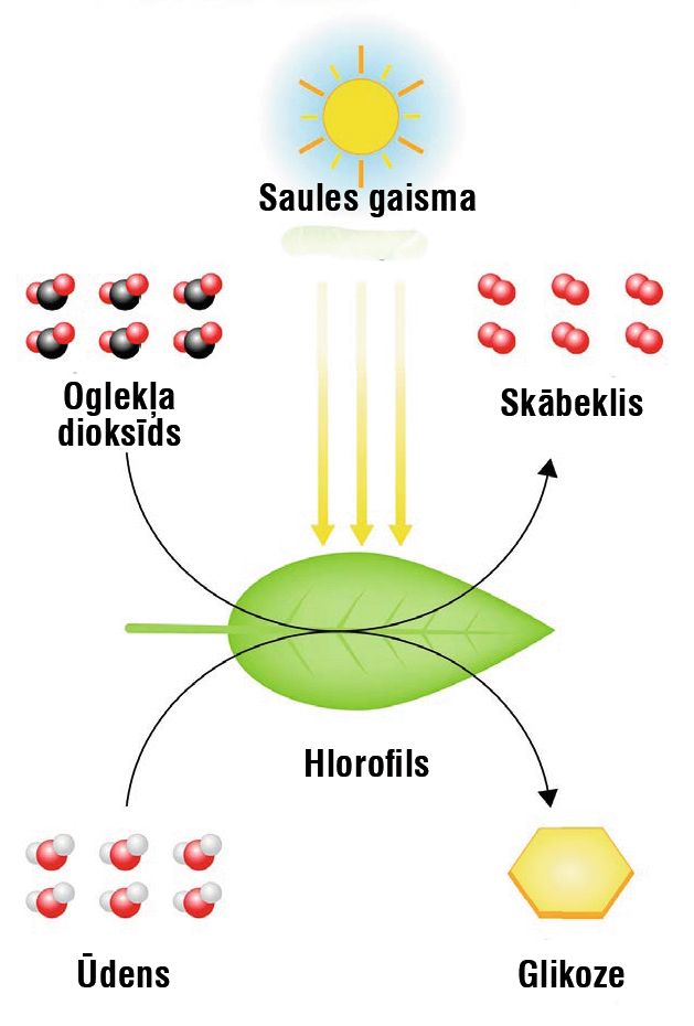 Shēma.