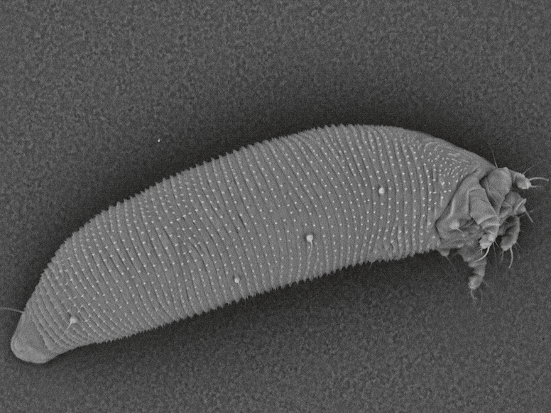 Pumpurērces – 0,25 mm gari vien mikroskopā saskatāmi bezmugurkaulnieki
