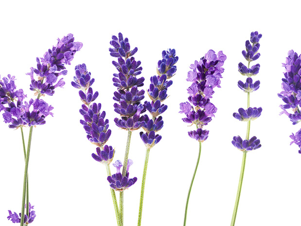 Lavanda.