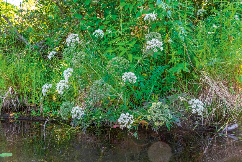 Velnarutks.