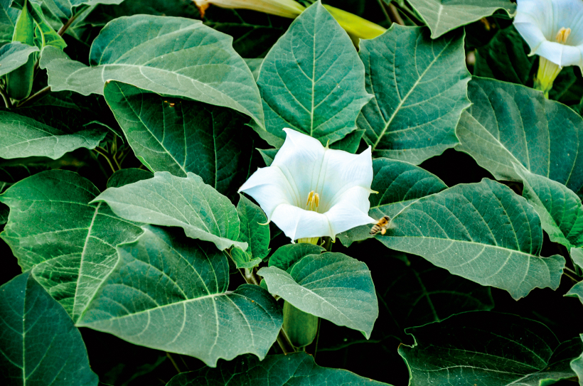 Velnābols.